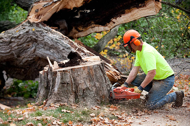 Best Hazardous Tree Removal  in Red Lion, PA